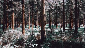 puesta de sol o amanecer en el bosque de pinos de invierno cubierto de nieve