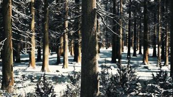 sonnenuntergang oder sonnenaufgang im winterlichen kiefernwald, der mit schnee bedeckt ist video