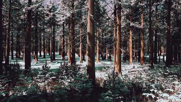 puesta de sol o amanecer en el bosque de pinos de invierno cubierto de nieve video