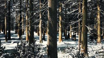 zonsondergang of zonsopgang in het winterdennenbos bedekt met sneeuw video