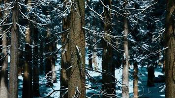 Sunset or sunrise in the winter pine forest covered with a snow video