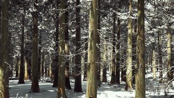 puesta de sol o amanecer en el bosque de pinos de invierno cubierto de nieve video