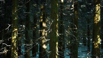 puesta de sol o amanecer en el bosque de pinos de invierno cubierto de nieve video