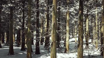 puesta de sol o amanecer en el bosque de pinos de invierno cubierto de nieve video