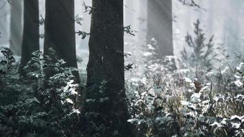 puesta de sol o amanecer en el bosque de pinos de invierno cubierto de nieve
