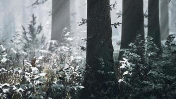 sonnenuntergang oder sonnenaufgang im winterlichen kiefernwald, der mit schnee bedeckt ist video