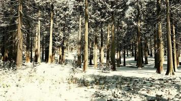 Sunset or sunrise in the winter pine forest covered with a snow video