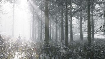 sonnenuntergang oder sonnenaufgang im winterlichen kiefernwald, der mit schnee bedeckt ist video