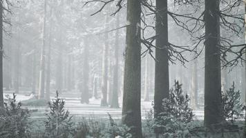 Sunset or sunrise in the winter pine forest covered with a snow video