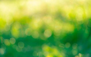 Blurred fresh green grass field in the early morning. Green grass with bokeh background in spring. Nature background. Clean environment. Green bokeh abstract background with sun light. photo