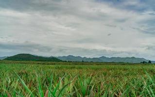 Pineapple plantation. Landscape pineapple farm and mountain. Plant cultivation. Growing pineapple in organic farm. Agriculture industry. Green pineapple tree in field and white sky and clouds. Farming photo