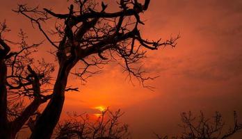 Silhouette dead tree and branches with red romantic sunset sky in summer. Peaceful and tranquil background. Happy time in the evening with beauty in nature. Sunset scenes in romantic romance novels. photo