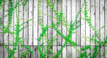 Green ivy climbing on wood fence. Creeper plant on gray and white wooden wall of house. Ivy vine growing on wood panel. Vintage background. Outdoor garden. Natural green leaves covered on wood panel. photo