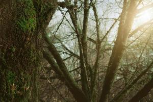 enfoque selectivo musgo verde en el tronco de un árbol en el bosque. tronco de árbol cubierto de musgo verde sobre fondo borroso ramas de árbol en la selva. belleza en la naturaleza. papel pintado de la naturaleza. biodiversidad en el bosque. foto