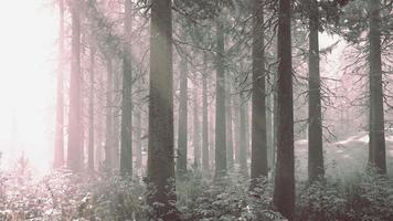 Sunset or sunrise in the winter pine forest covered with a snow video