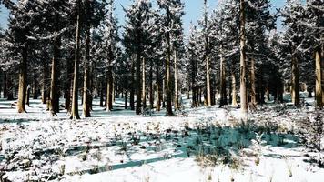 Sunset or sunrise in the winter pine forest covered with a snow video