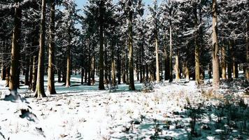 puesta de sol o amanecer en el bosque de pinos de invierno cubierto de nieve video