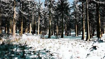 puesta de sol o amanecer en el bosque de pinos de invierno cubierto de nieve video