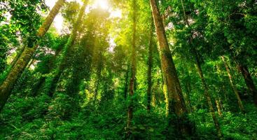 Bottom view of green tree in tropical forest with sunshine. Bottom view background of tree with green leaves and sun light in the the day. Tall tree in woods. Jungle in Thailand. Asian tropical forest photo
