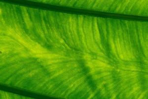 Macro shot detail of green leaf texture background. Pattern line of fresh green leaf. Abstract green texture. Background for organic concept. Natural pattern of leaves. Photosynthesis and chlorophyll. photo