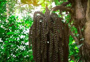 montón de palmeras en la selva. palmera en el bosque en el parque nacional khao luang en tailandia. fondo de la naturaleza. semilla de palma cruda. fruta marrón en el bosque. comida de animales en abundancia selva. foto