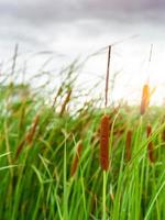 flor de hierba marrón con hojas verdes. campo de flores de hierba con luz solar matutina. campo de typha angustifolia. totora en campo de hierba borrosa. los tallos están rematados con marrón, esponjoso, en forma de salchicha. foto