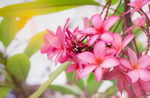 Frangipani flower Plumeria alba with green leaves on blurred background. Pink flowers. Health and spa background. Summer spa concept. Relax emotion. Pink flower blooming in tropical garden. photo