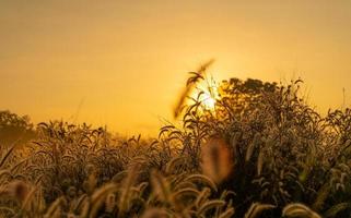 flor de hierba en la mañana al amanecer con sol dorado. campo de flores en las zonas rurales. fondo de pradera naranja. flores de hierba de pradera silvestre con luz solar matutina. comenzar un nuevo día o un nuevo concepto de vida. foto