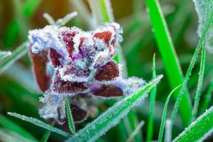 Frosted purple flower in the morning with sunlight. Beautiful frost on green leaves in garden. Nature background. Cold and calm concept. Frozen weather. Fresh environment. Frosted flower texture. photo