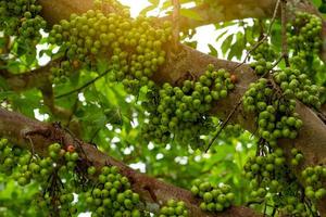 Cluster fig Ficus racemosa in tropical forest. Bottom view of green tree in tropical forest. Closeup raw and ripe cluster fig on branches of tree. Organic fruit. Bunch of green fruit. photo