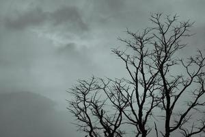 Silhouette dead tree on dark dramatic sky and white clouds background for a peaceful death. Despair and hopeless concept. Sad of nature. Death and sad emotion background. Dead branch unique pattern. photo