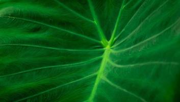 Closeup detail of green leaf texture background. Elephant ear leaf with parallel venation line. Botanical garden. Greenery wallpaper for spa or mental health and mind therapy. Beauty in nature.