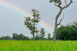 Rice plantation. Green rice paddy field. Rice growing agriculture. Green paddy field. Paddy-sown ricefield cultivation. The landscape of agricultural farm with rainbow on the sky in the rainy season. photo
