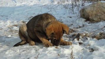 dakloze puppy is op zoek naar voedsel in de sneeuw. video