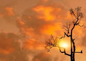 Low angle view silhouette dead tree on orange sunset sky and clouds. Sad, death, and grief background. Horror dead tree. Beauty in nature. Leafless tree for inspiration or quote abstract background. photo