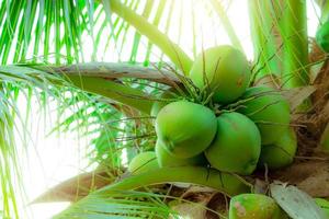 Bunch of coconut on coconut tree. Tropical fruit. Palm tree with green leaves and fruit. Coconut tree in Thailand. Coconut plantation. Agriculture farm. Organic drink for summer. Exotic plant. photo