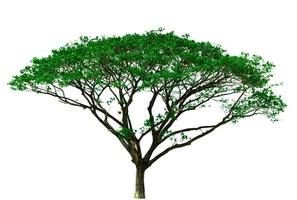 Big green tree with branch isolated on white background. Tropical big tree isolated used for architecture design. photo