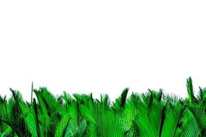 Green leaves of palm isolated on white background. Nypa fruticans Wurmb Nypa, Atap palm, Nipa palm, Mangrove palm. Green leaf for decoration in organic products. Tropical plant. Green exotic leaf. photo