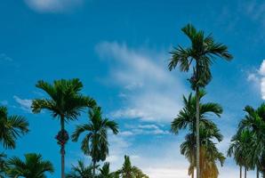 nuez de areca palma areca catechu. palmera de nuez de betel con cielo azul y nubes blancas. cultivo comercial. palmera tropical en el jardín. Cultivo y plantación de palma de nuez de areca. planta de hierbas horticultura.