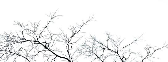 Dead tree and branch isolated on white background. Black branches of tree backdrop. Nature texture background. Tree branch for graphic design and decoration. Art on black and white scene. photo