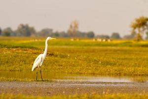 Great Egret standing tall at a wetland near Vadodara city in Gujarat. photo