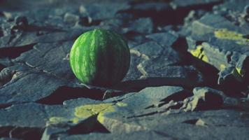 baga de fruta melancia em pedras rochosas video