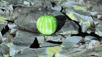 baya de fruta de sandía en piedras rocosas video