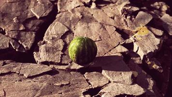 bacca di frutta anguria su pietre rocciose video