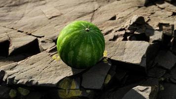 Watermelon fruit berry on rocky stones
