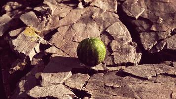 baie de fruit de pastèque sur des pierres rocheuses video