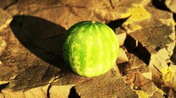 watermeloen fruitbes op rotsachtige stenen video