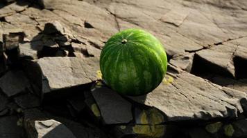 Wassermelonenfruchtbeere auf felsigen Steinen video