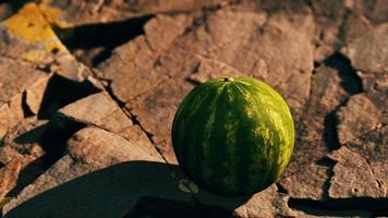 baga de fruta melancia em pedras rochosas video