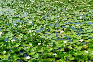 white lotus flower in lotus pond photo